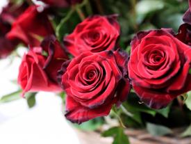 Bild der Rosen auf der hftm Diplomfeier im Juli 2021