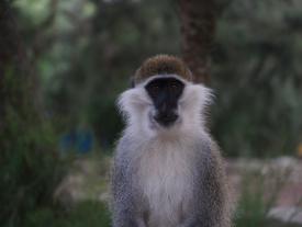 24_affe
