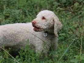Ready 4 Takeoff 20 - Hund